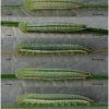 tr phryne larva3 volg